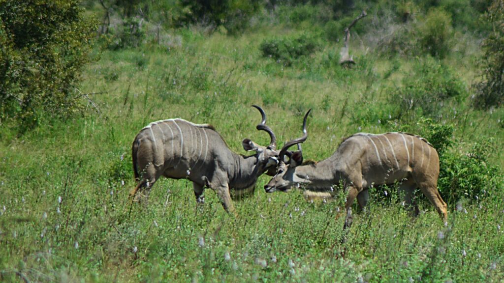 #panafricankrugersafaris